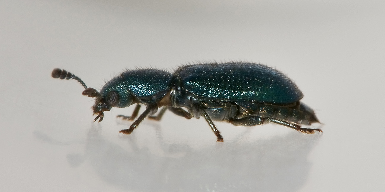 Necrobia violacea, Cleridae